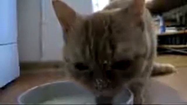 Милый котик пьет молоко смотреть онлайн