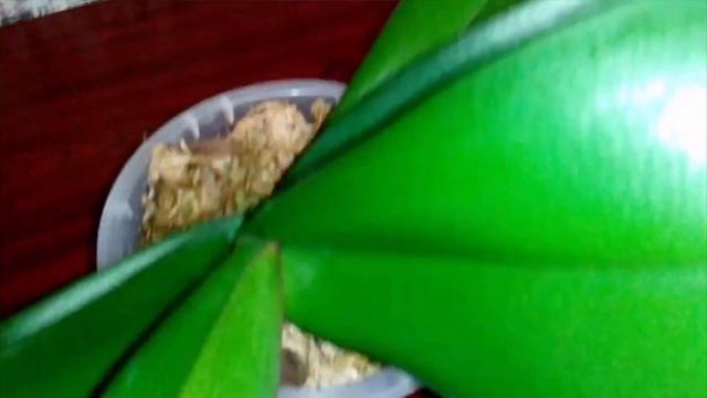 Цитокининовая паста для орхидей! Что у меня получилось? Обзор смотреть онлайн