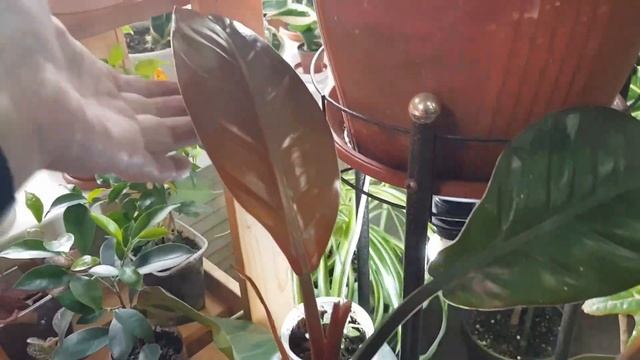 Дом в цветах// Обзор цветов в гостиной// Март. 3ч. смотреть онлайн