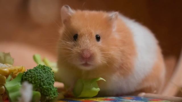 Music For Hamsters! How To Keep My Hamster Calm?