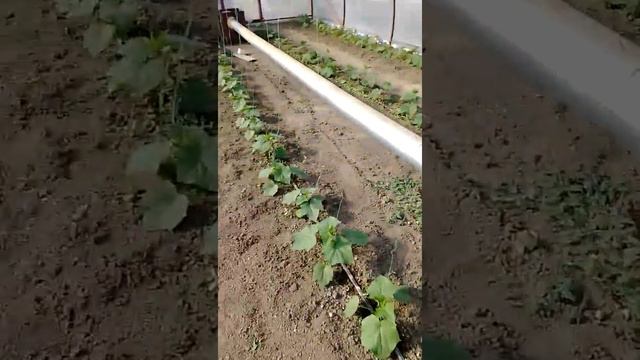 Рассада огурца под лампами.второй оборот.активная вегетация смотреть онлайн
