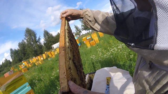 Бакфаст отводок 2017 смотреть онлайн