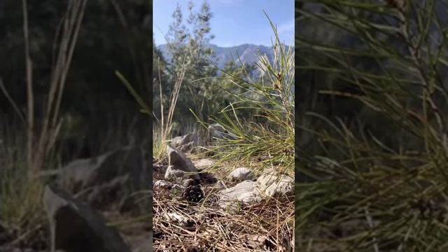 ВОЛШЕБНАЯ ШАВАСАНА «Путешествие к Себе» смотреть онлайн