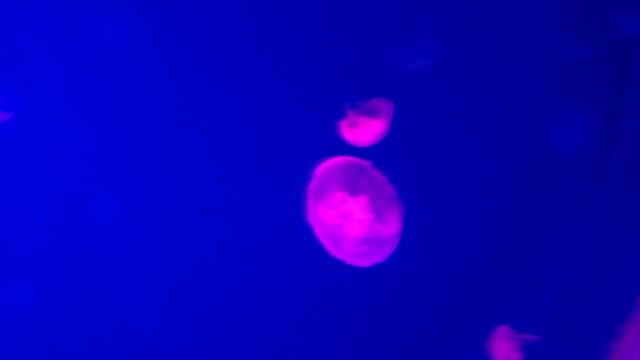 Гигантские, меняющие свой цвет, медузы-мутанты / jellyfish mutants смотреть онлайн