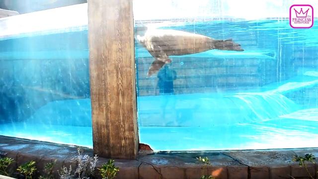 Jungle Park Tenerife | Best Wildlife Park in the World | Kids in Jungle смотреть онлайн