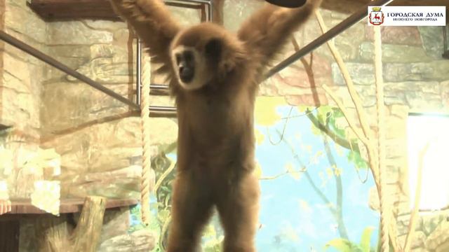 О В Сорокин в зоопарке Лимпопо 1 6 14 смотреть онлайн