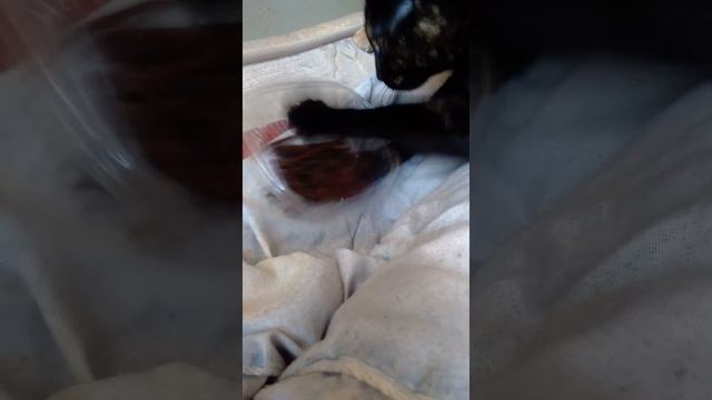 Кошка добывает кальмара. ))) смотреть онлайн
