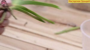 КАК ПРАВИЛЬНО ПОСАДИТЬ орхидею Ванда?  2 ВАРИАНТА ПОСАДКИ!