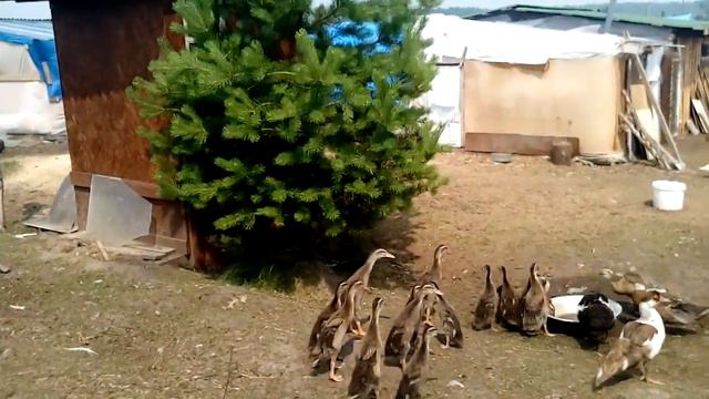 13 июля. Для чего столько птицы на Кубе? смотреть онлайн