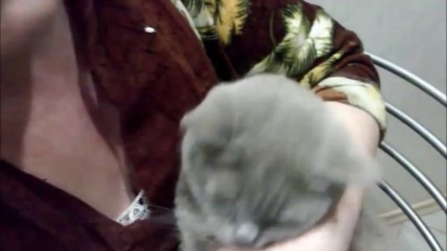 Как правильно кормить британскую кошку смотреть онлайн