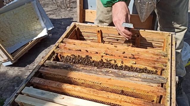 Осмотр пчел весной. Как я расширяю семь пчел весной. Весенние работы на пасеке смотреть онлайн