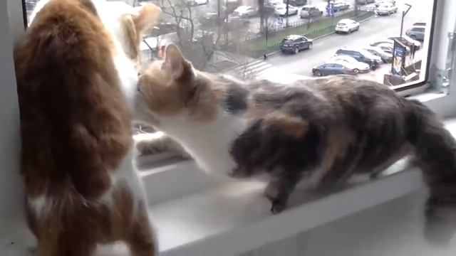 Кошка переживает за другую кошку ! смотреть онлайн