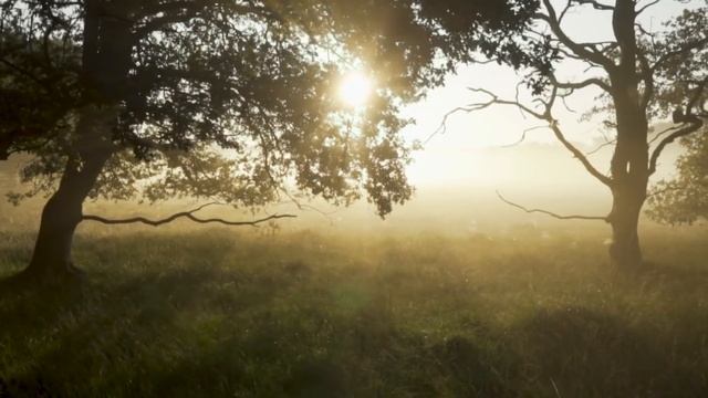 Утренняя медитация от тревоги и негатива | начни утро с неё | Антистресс смотреть онлайн