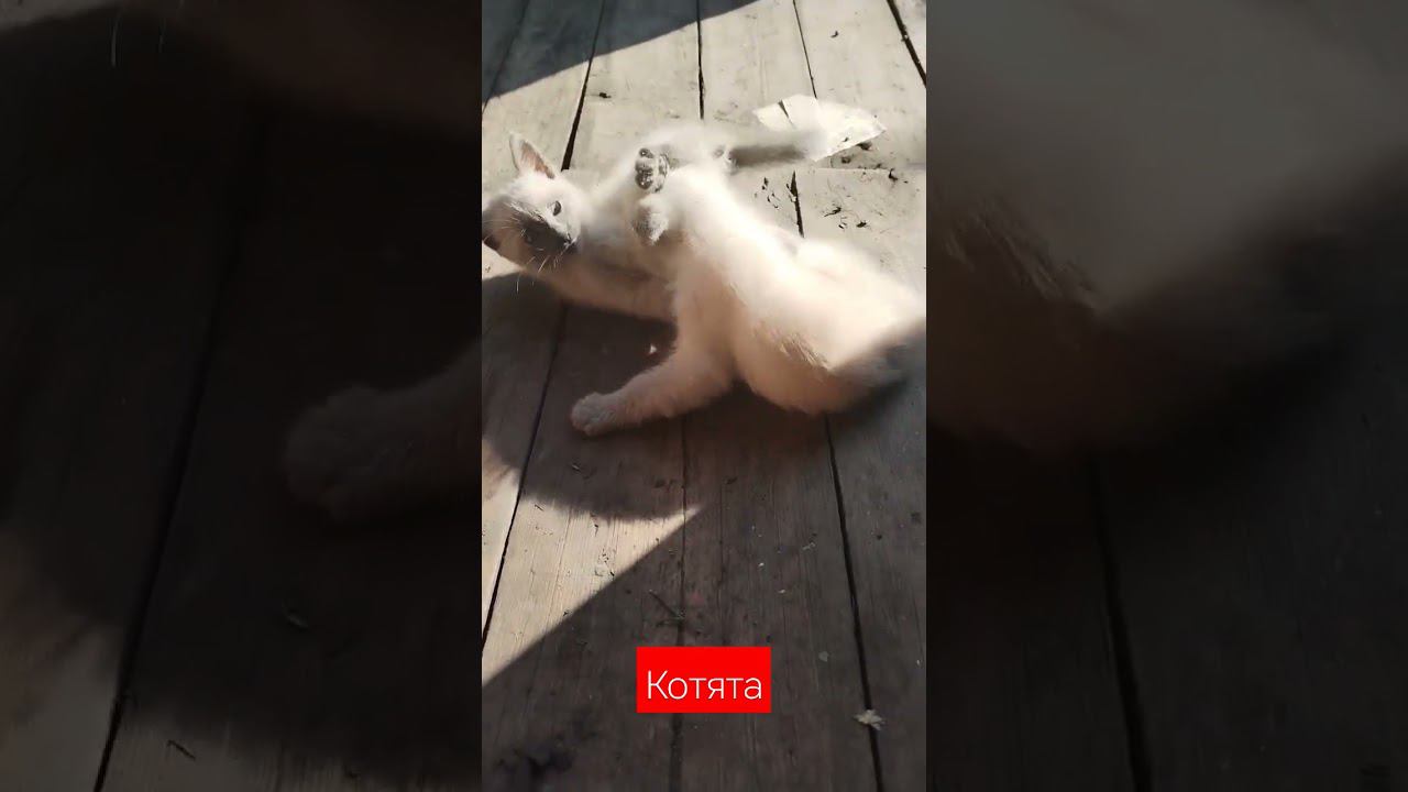 котята #котята #питомцы смотреть онлайн