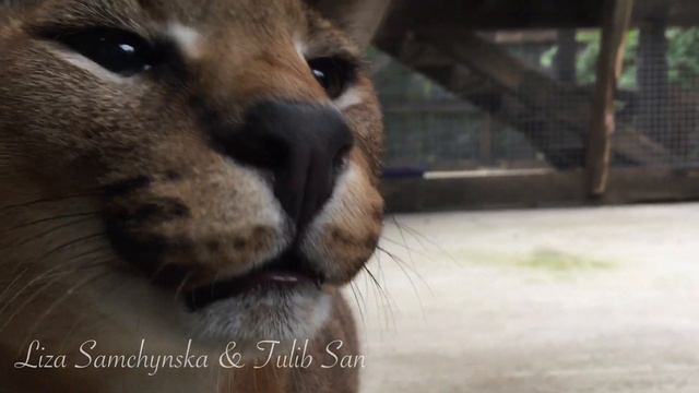 Каракал Босс - охраняет свой прайд. смотреть онлайн