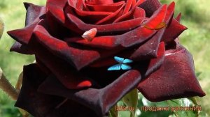 Роза чайно-гибридная Черная Магия (black magic) ? обзор: как сажать, саженцы розы Черная Магия