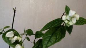 Клеродендрумы, сорта и уход.