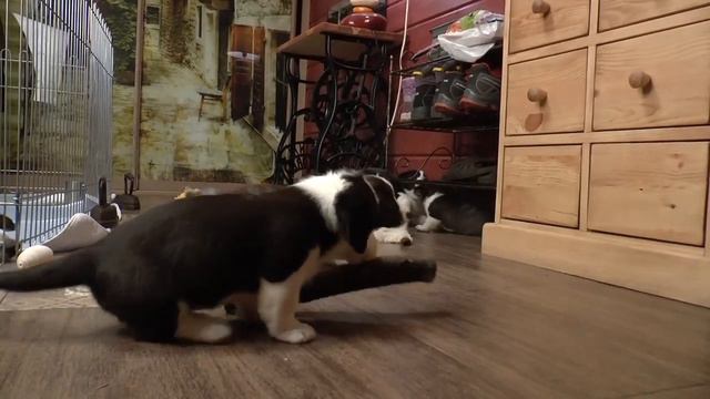 Щенки Вельш Корги Кардиган смотреть онлайн