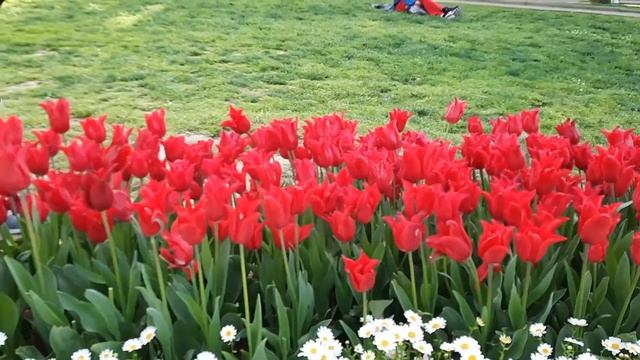 Фестиваль тюльпанов в Стамбуле. Парк Гюльхане. смотреть онлайн
