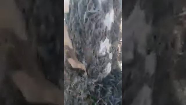 Look at the swarm of grasshoppers смотреть онлайн