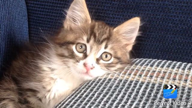 МНЕ КУПИЛИ КОТЕ смотреть онлайн