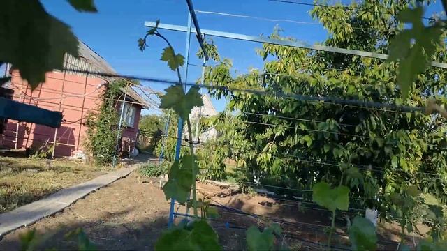 Подвязка лоз винограда. смотреть онлайн