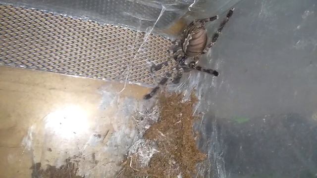 Топ ядовитых пауков для новичка!! смотреть онлайн