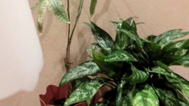 Опрыскиватель помповый смотреть онлайн