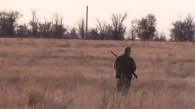 ирландский сеттер Арланда и куропатки 4.wmv смотреть онлайн