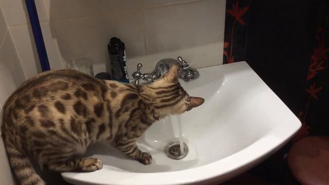 Бенгальский кот играет с водой смотреть онлайн