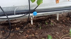 Готовим систему полива к сезону. Компенсированная капельница.