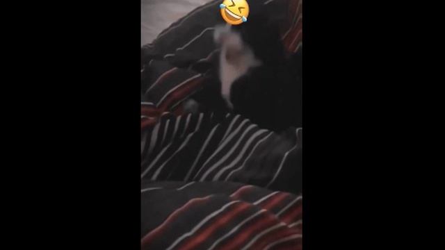 Котопес смотреть онлайн