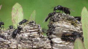 Колония чёрных муравьёв-древоточцев  ( Camponotus vagus )