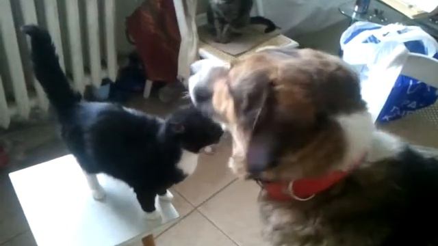 Видео привет от домашнего Рэма смотреть онлайн