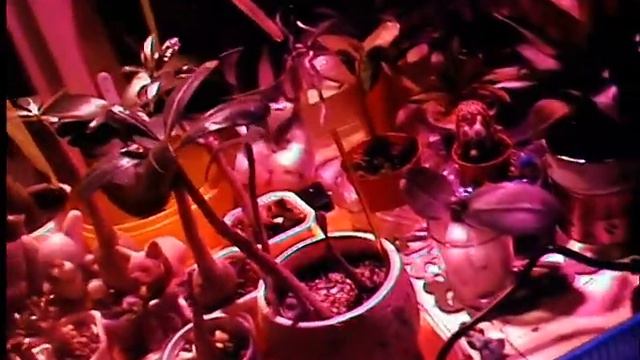 Биколор от "Мини Фермер", розовое свечение!!! Bicolor pink glow!!! смотреть онлайн