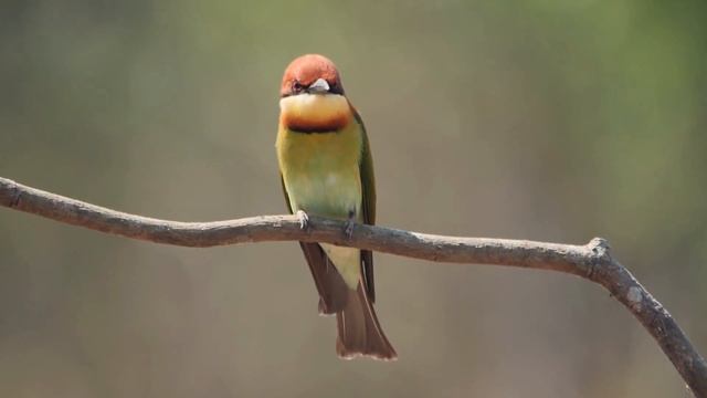 Beautiful Birds on Earth смотреть онлайн