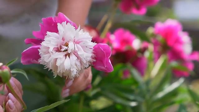 Как продлить период цветения пионов смотреть онлайн