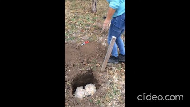 Закладка біодинамічних препаратів для компосту - ромашка, кропива, кульбаба смотреть онлайн