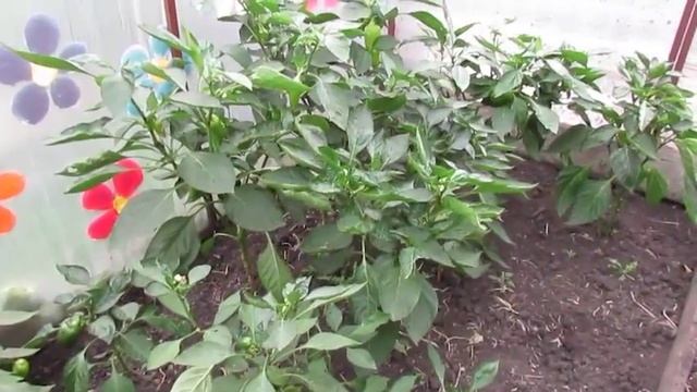 Обзор теплицы на конец сентября 2017 г. Созревание томатов в сентябре. смотреть онлайн