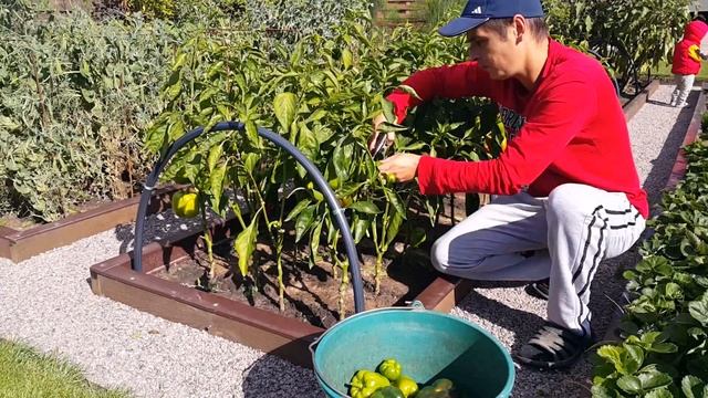 112. на Даче у Саши - 2021 конец Сентября. смотреть онлайн