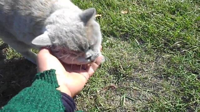 БРИТАНСКИЙ КОРОТКОШЕРСТНЫЙ КОТ ФЕЛИКС ВЫПУСК №10 смотреть онлайн