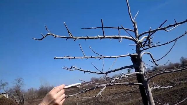Обрізка груші весною. смотреть онлайн