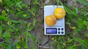 Абрикос Эрли ред оранж