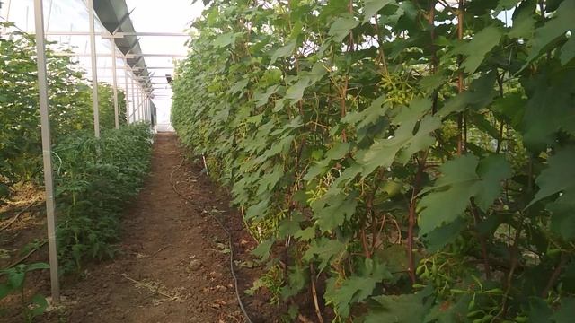 Обязательно, виноград отцвел. Обработка и удобрения. смотреть онлайн
