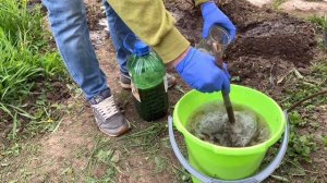 Первая весенняя подкормка винограда удобрениями и первый  полив весной