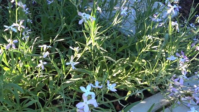 Маттиола или Ночная фиалка