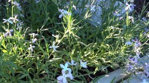 Маттиола или Ночная фиалка