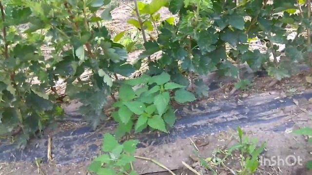 Черенки Крыжовника. Промежуточный Результат. смотреть онлайн