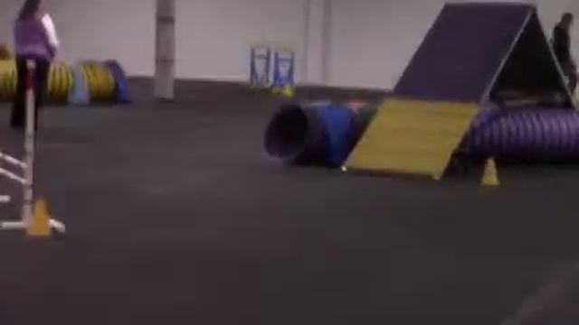 Rocky the pit bull agility dog CPE standard C 1/30/16 смотреть онлайн