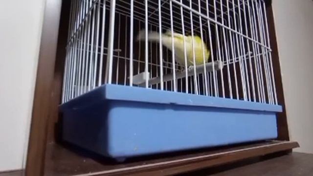 kanareka kanareyka канарека канарейка сайраши sayrashi sayrawi смотреть онлайн